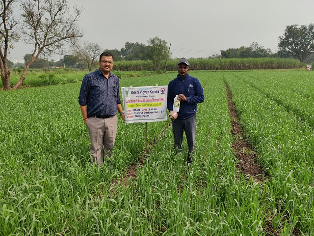 Demonstration on Natural Farming Crop-Wheat