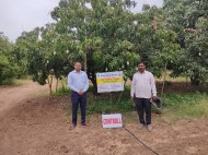 OFT-Use of Pacclobutrazol for early flowering in Mango Var. Keshar Control plot